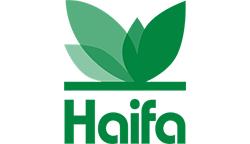 haifa